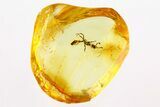 Detailed Fossil Ant (Sima) In Baltic Amber #284618-1
